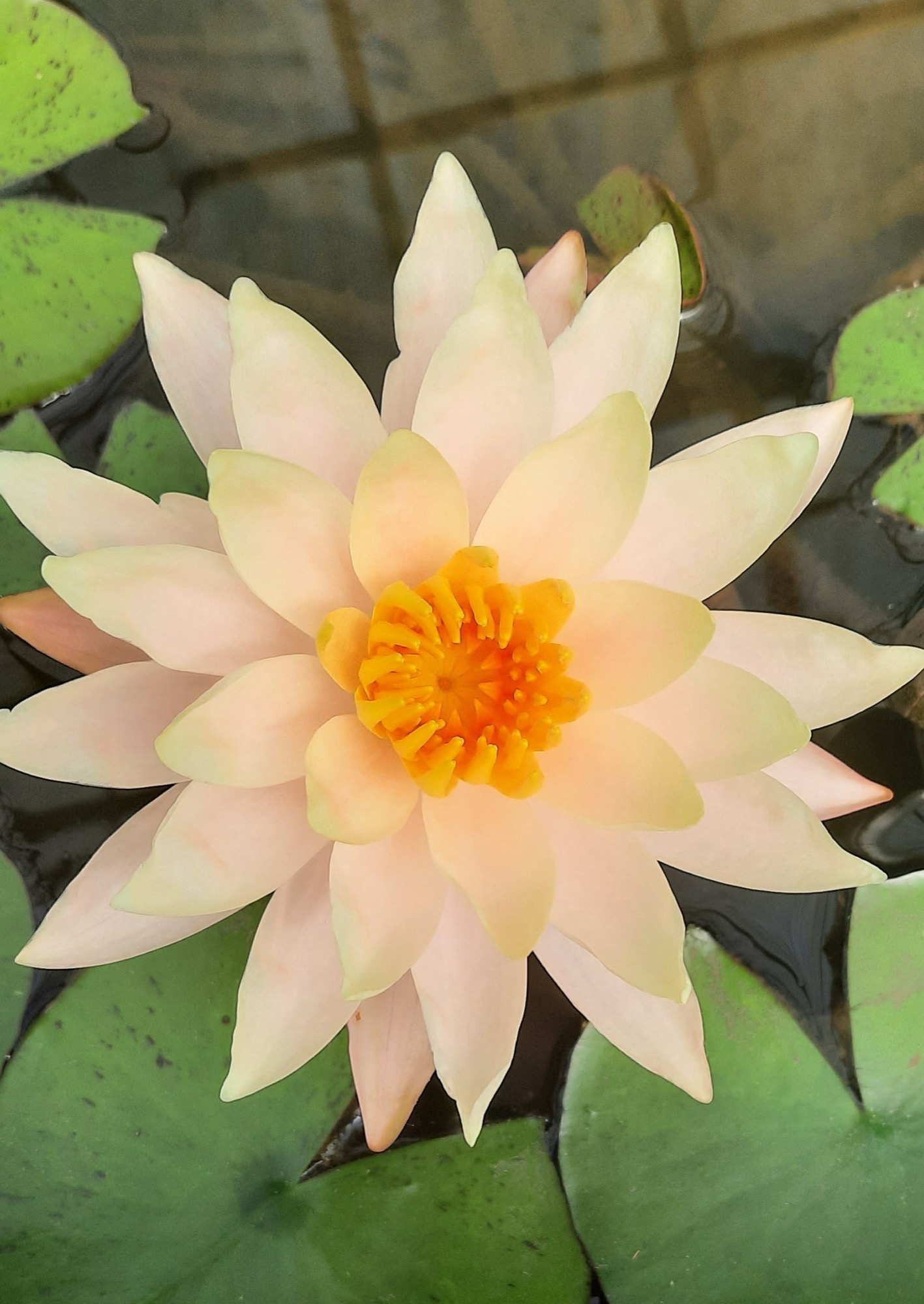 Lotusbloem