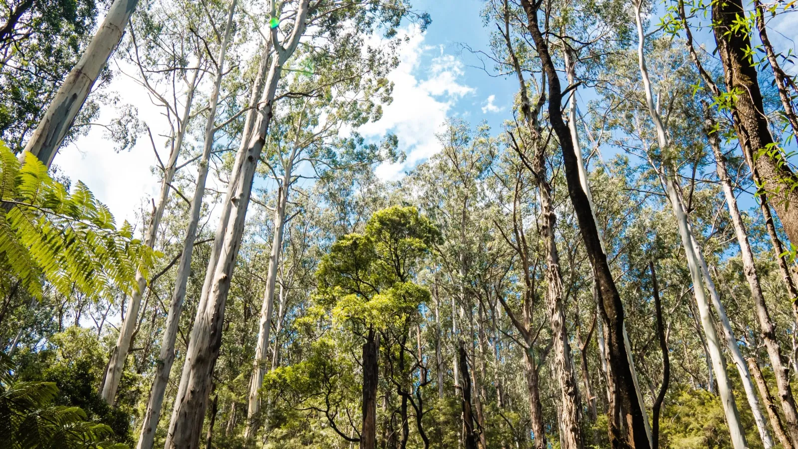 australia photo 25