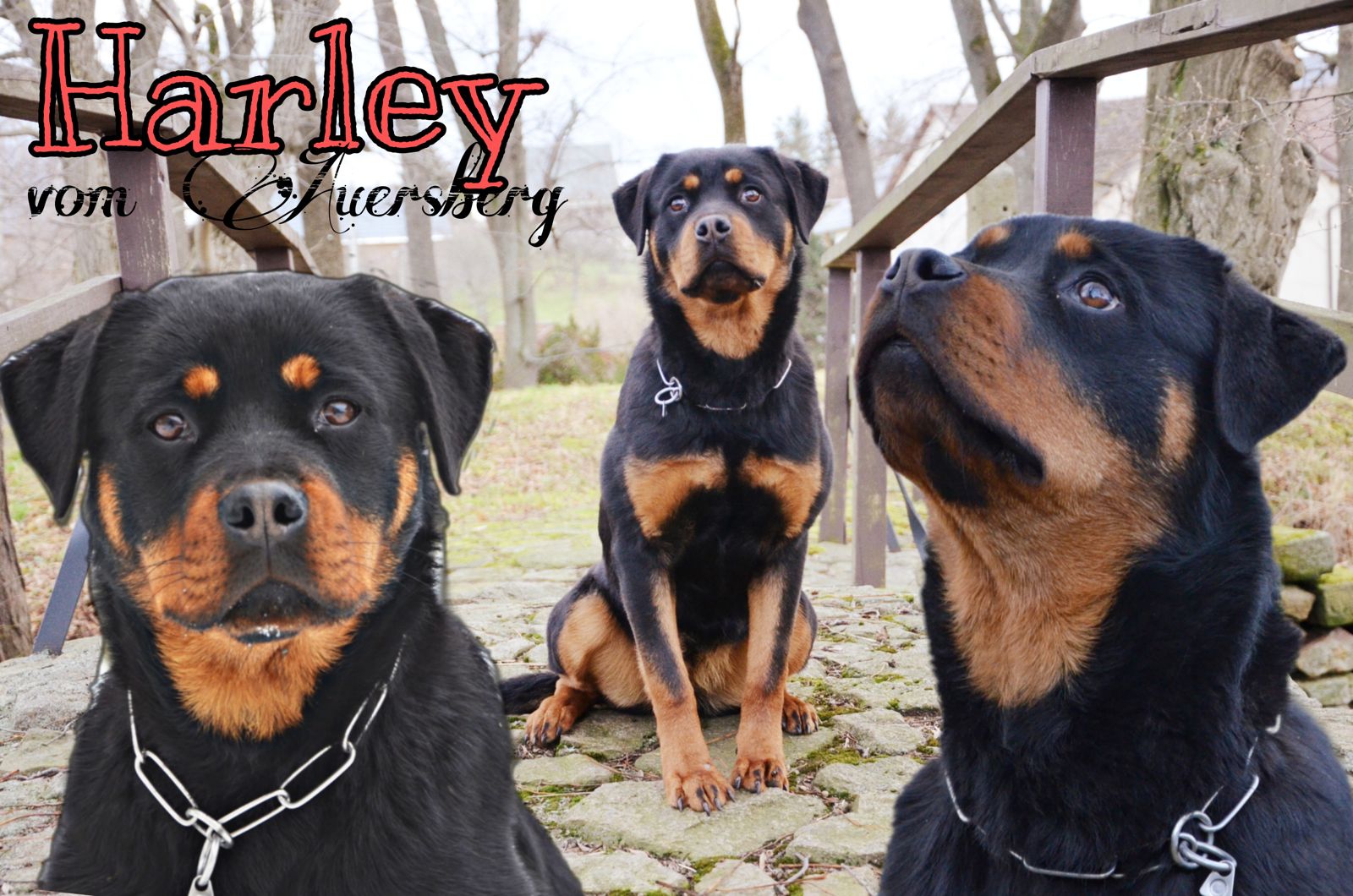 Harley vom Auersberg
