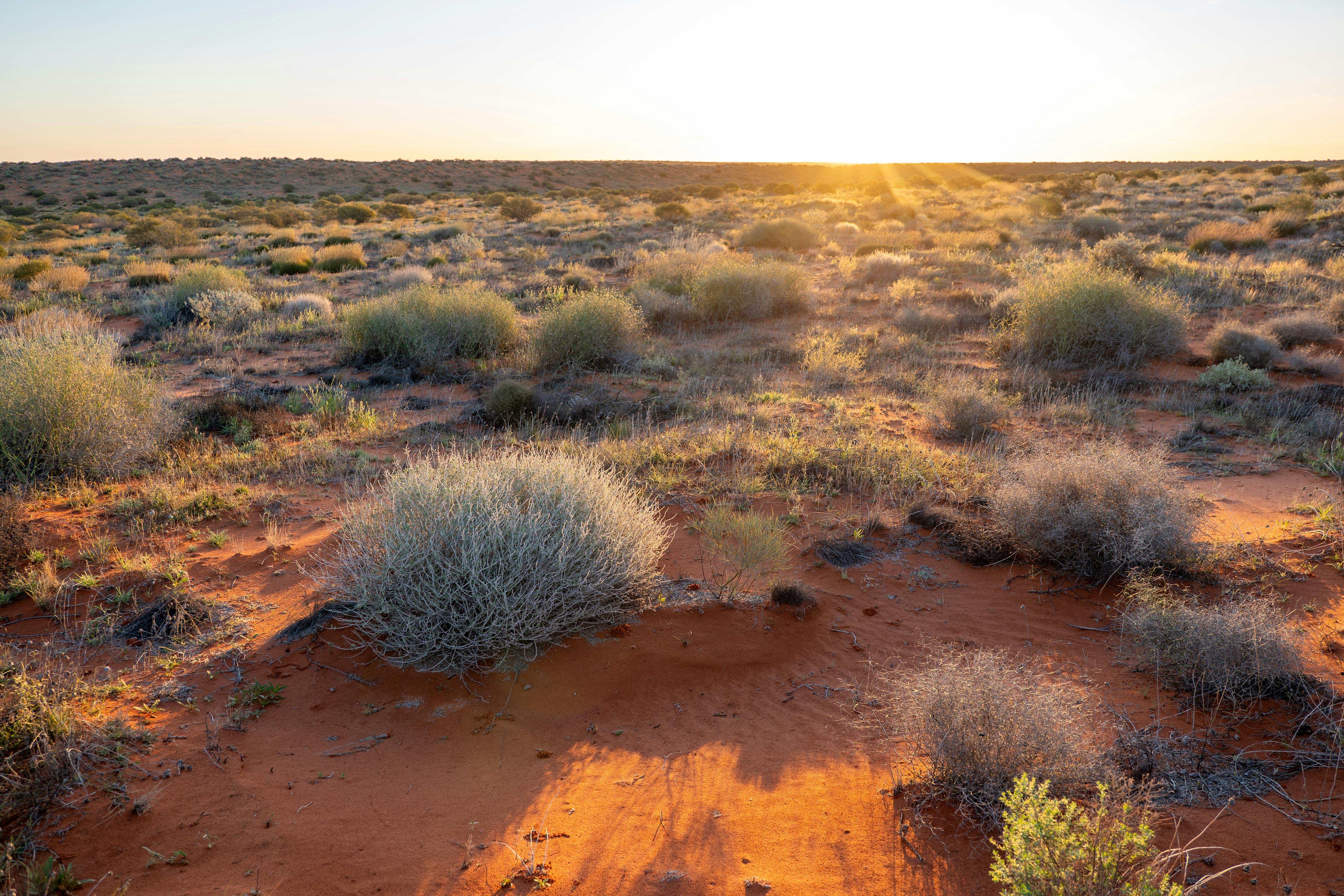 Golden hour desert landscape at sunset