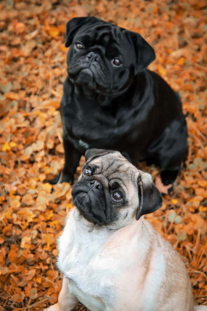 Werkstattchef´s Hakon & Maddox