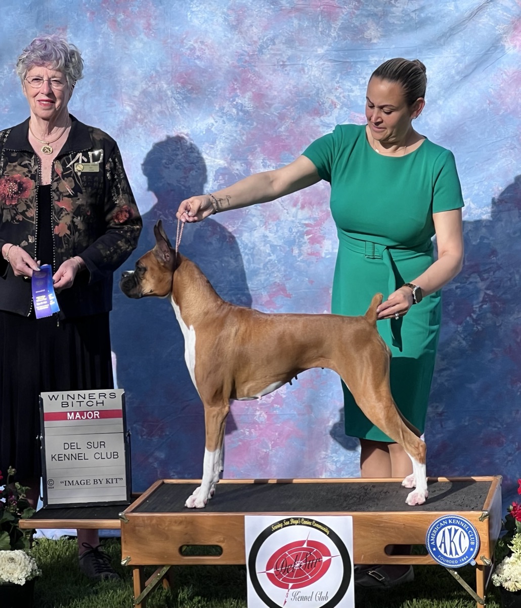 Coco winning Winners Bitch for a Major at Del Sur Kennel Club