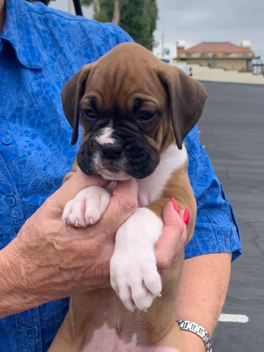 Beach Breeze Boxers Coco