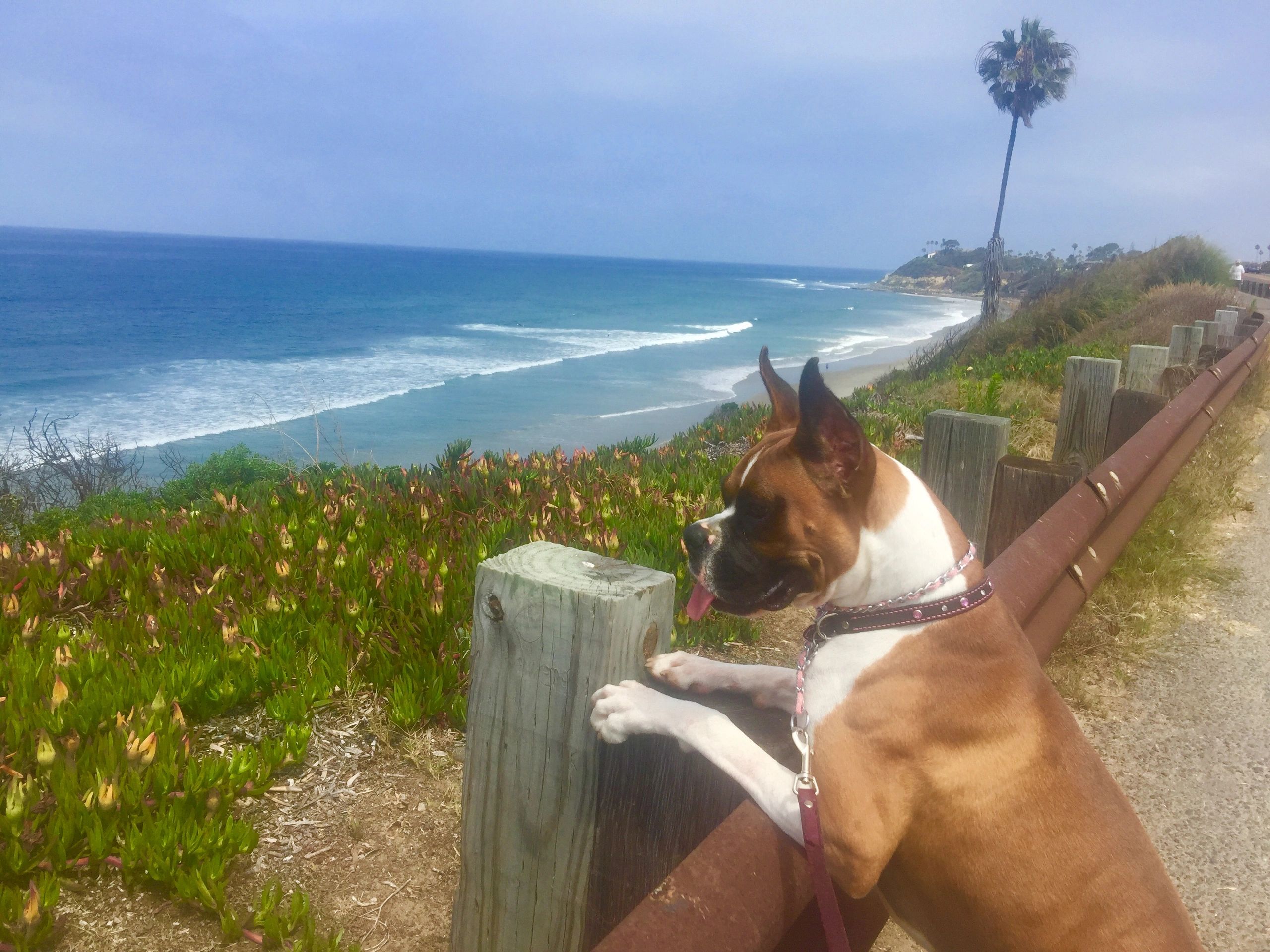 About Beach Breeze Boxers