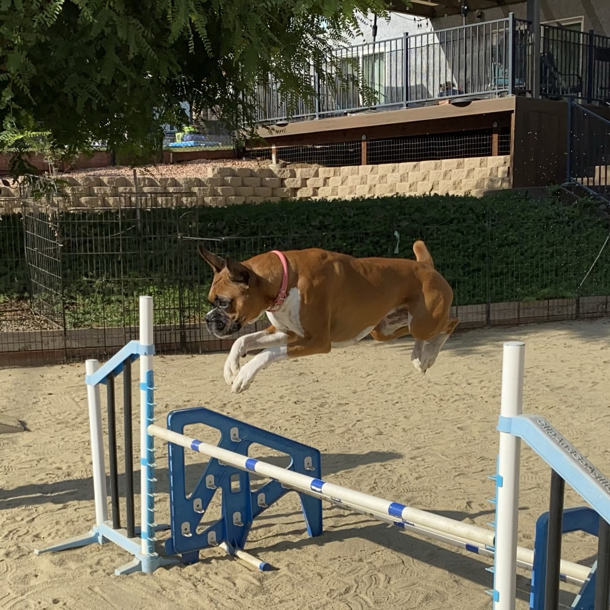 Beach Breeze Coco Agility Training