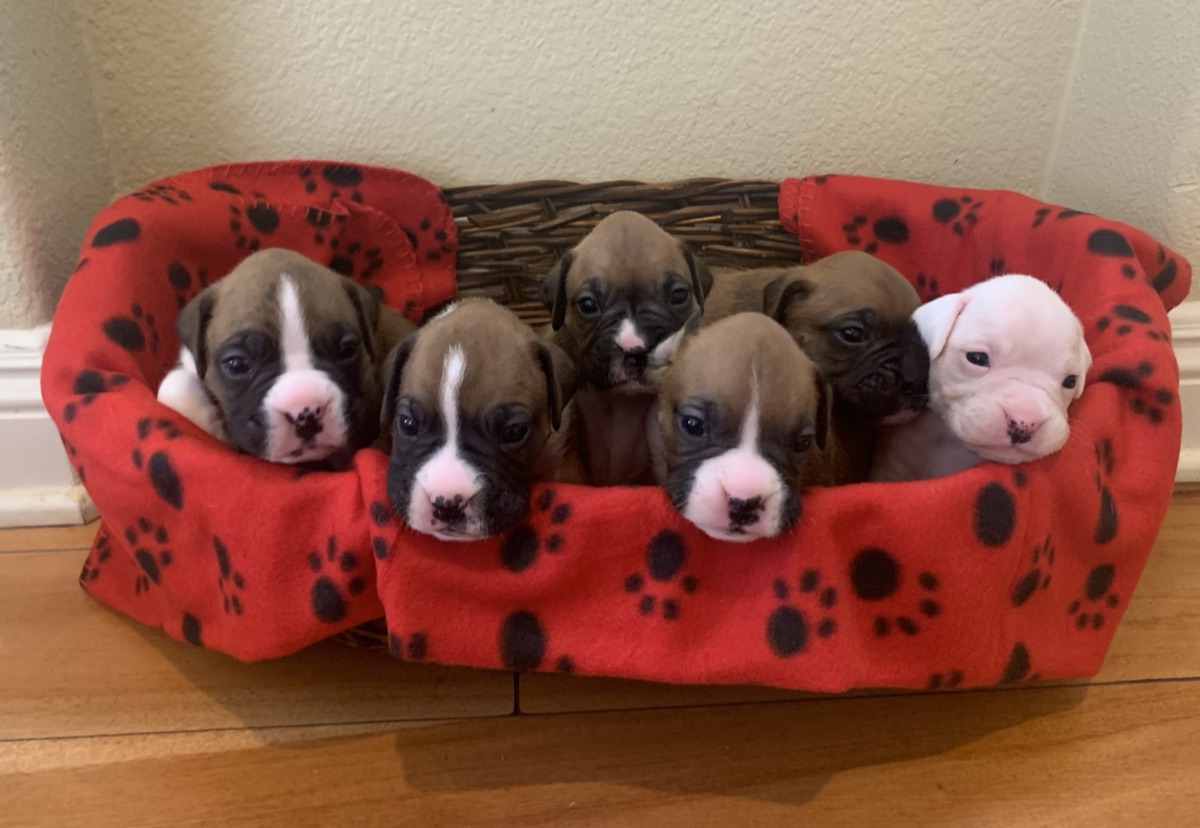 Beach Breeze Boxers Litter August 2021