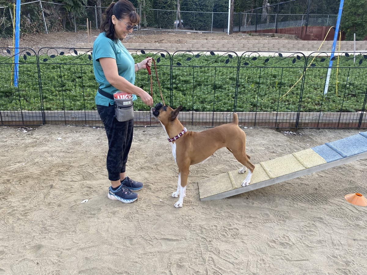 Boxer Training Tips Every Owner Should Know