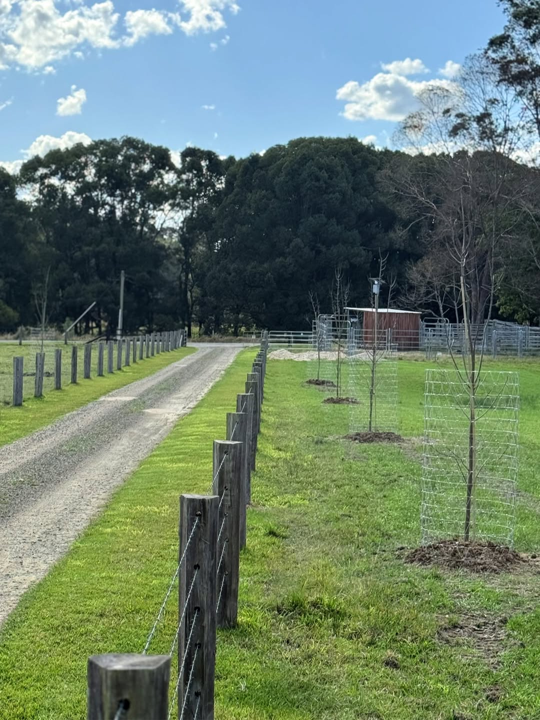 Choosing tree location in paddock