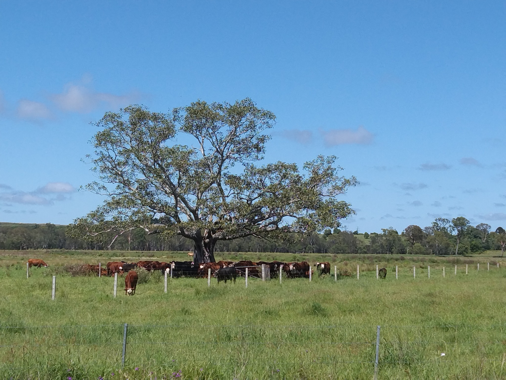 Cattle grazing around protected tree