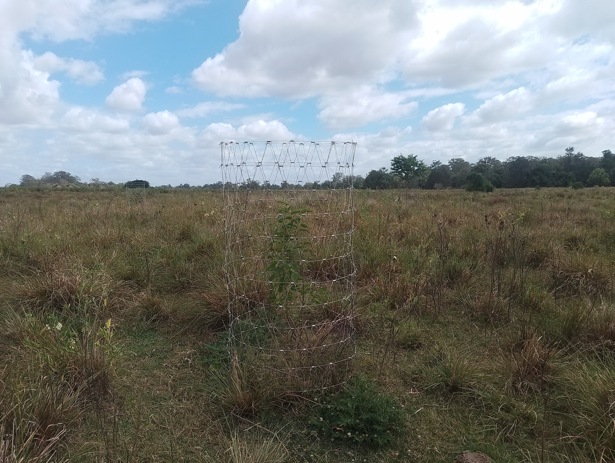 Andrew Humphreys with Moonochew tree guard on farm