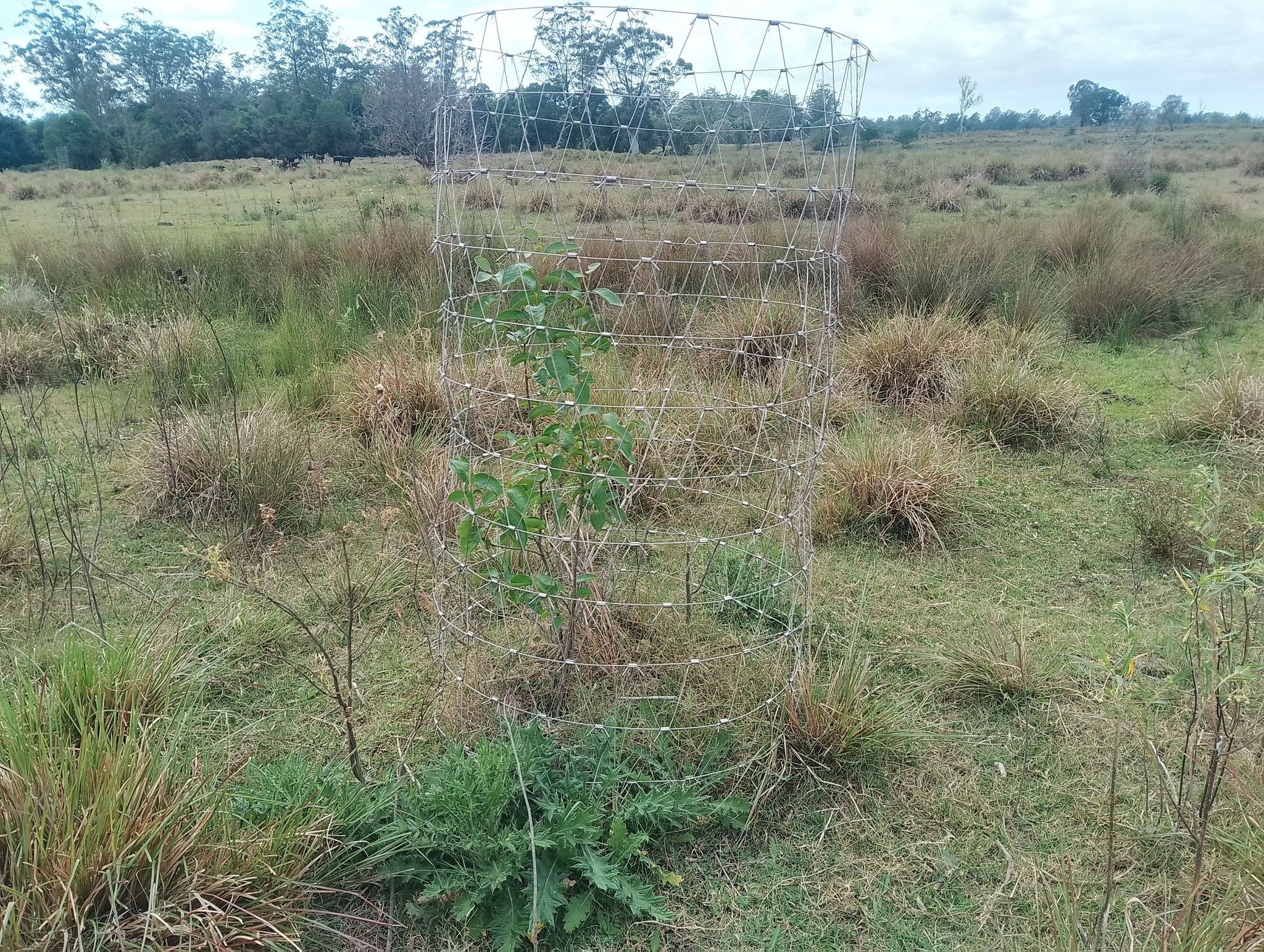 Moonochew protecting tree in paddock