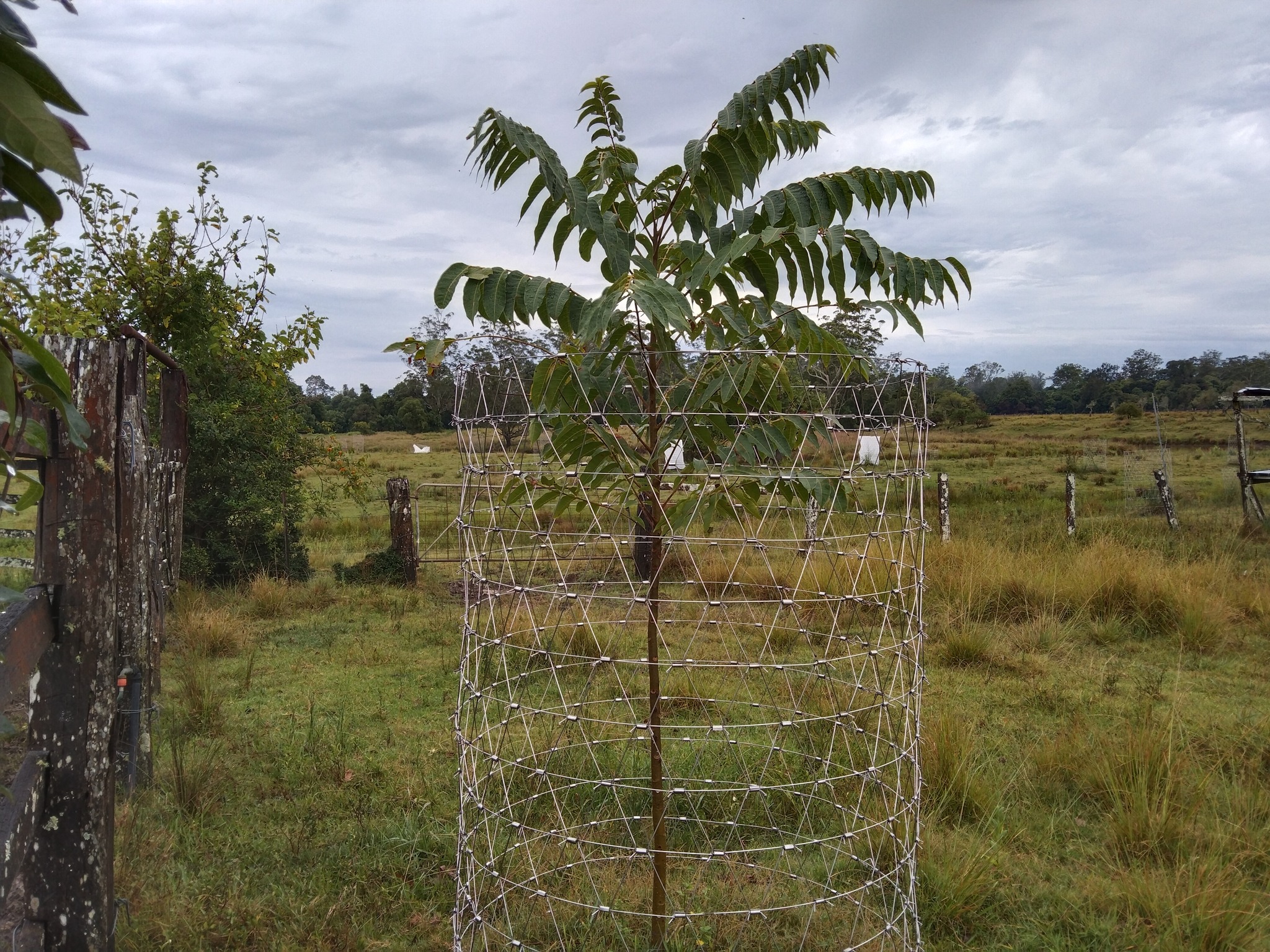 Moonochew tree guard protecting a young tree on Australian farmland