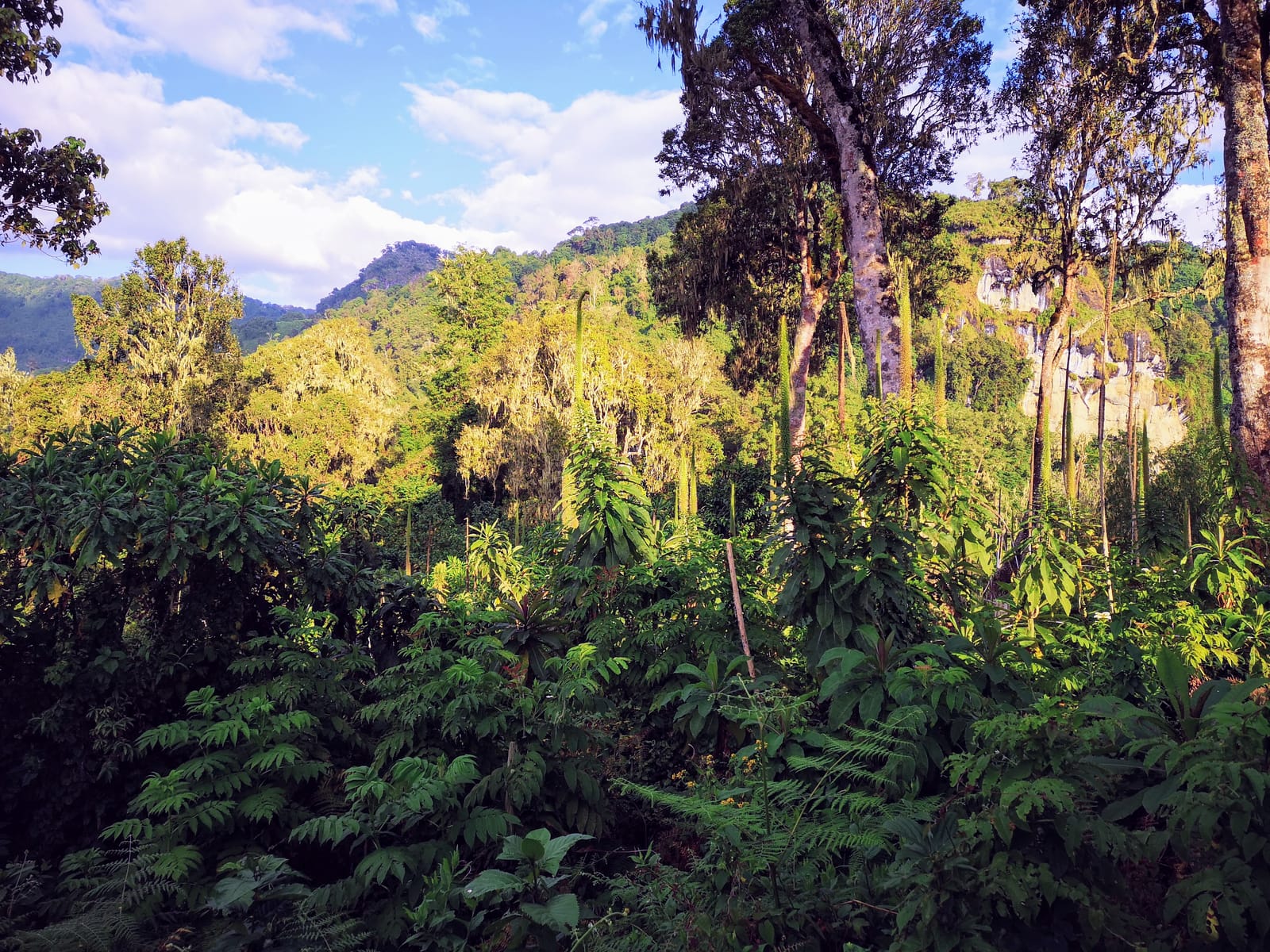 LiDAR survey in jungle
