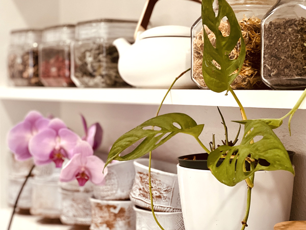 Shelves of botanical herbs in an apothecary