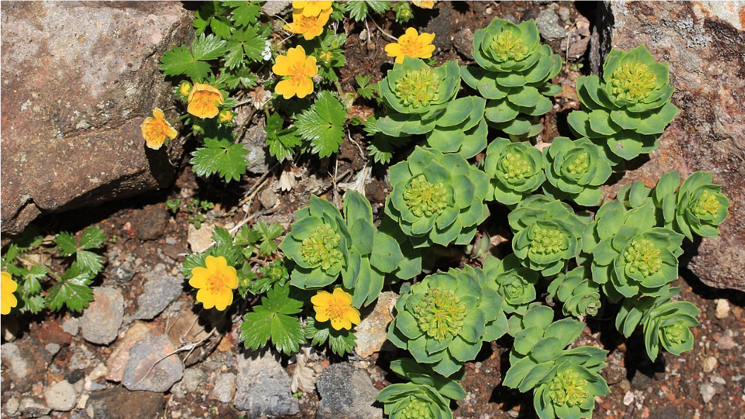 Rhodiola rosea, male and Potentilla matsumurae in Mount Ontake, Gero, Gifu Prefecture, Japan. From: Alpsdake, CC BY-SA 4.0 \<https://creativecommons.org/licenses/by-sa/4.0>, via Wikimedia Commons.