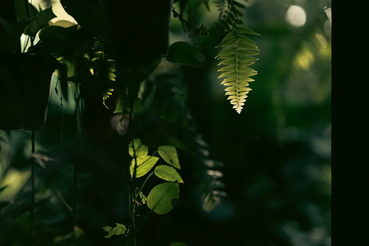 اكتشاف رونق الفن