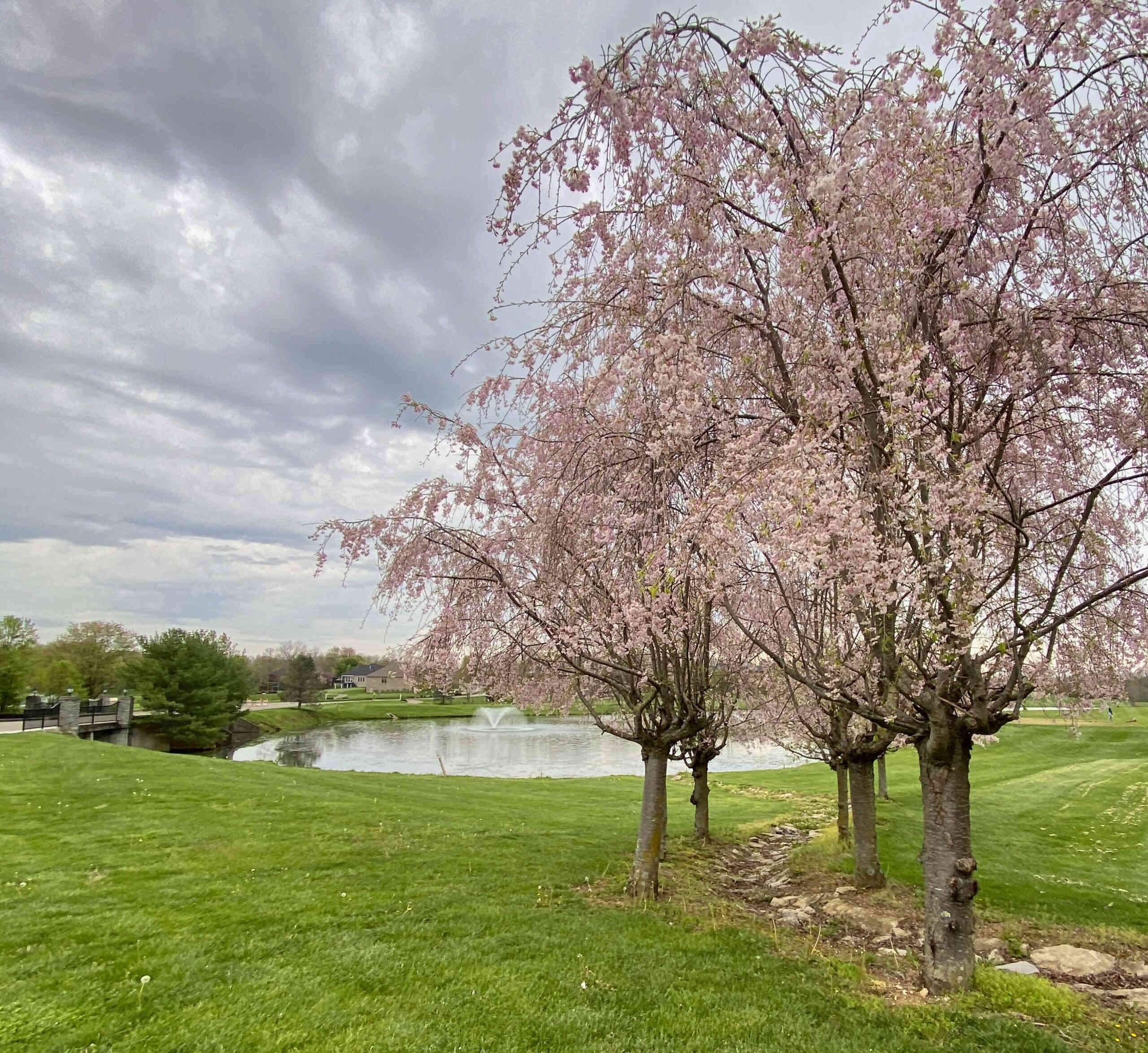 Spring finally sprung in our Cherry Blossom neighborhood ...