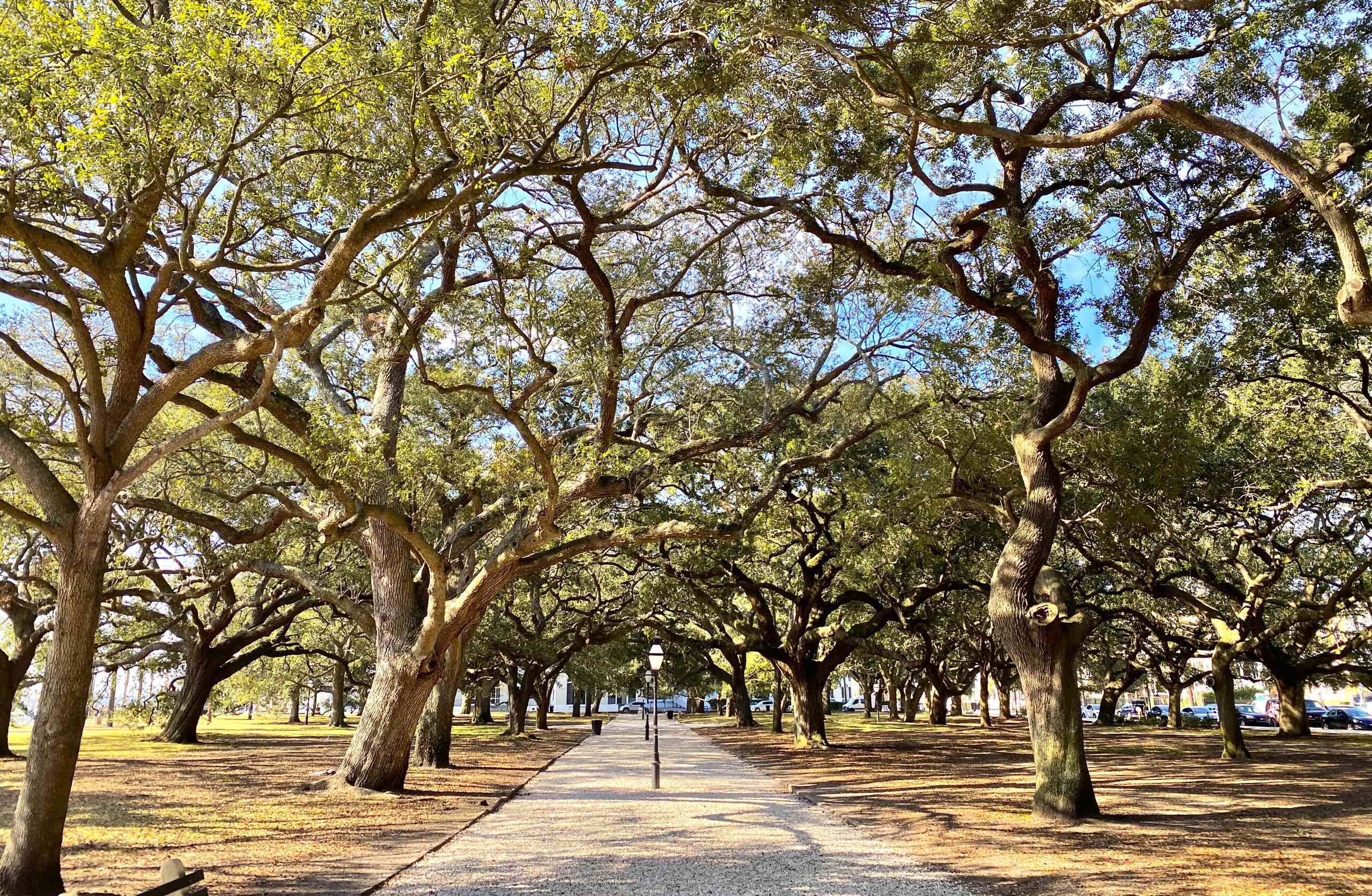 The most amazing trees!