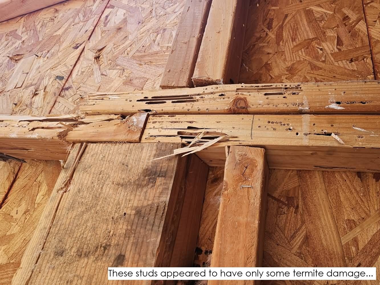 Termite1