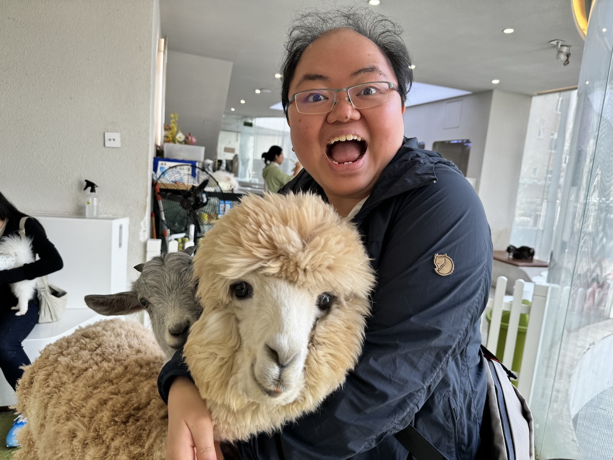 My favorite animal friend must be an alpaka right?