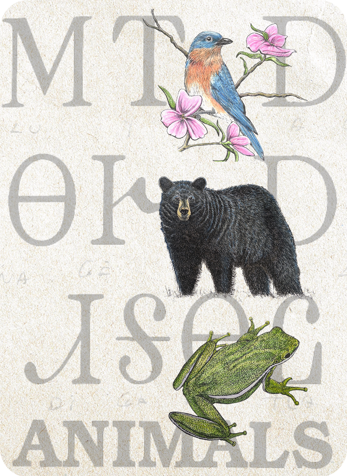 Cherokee words and illustrations of bird, bear, and frog