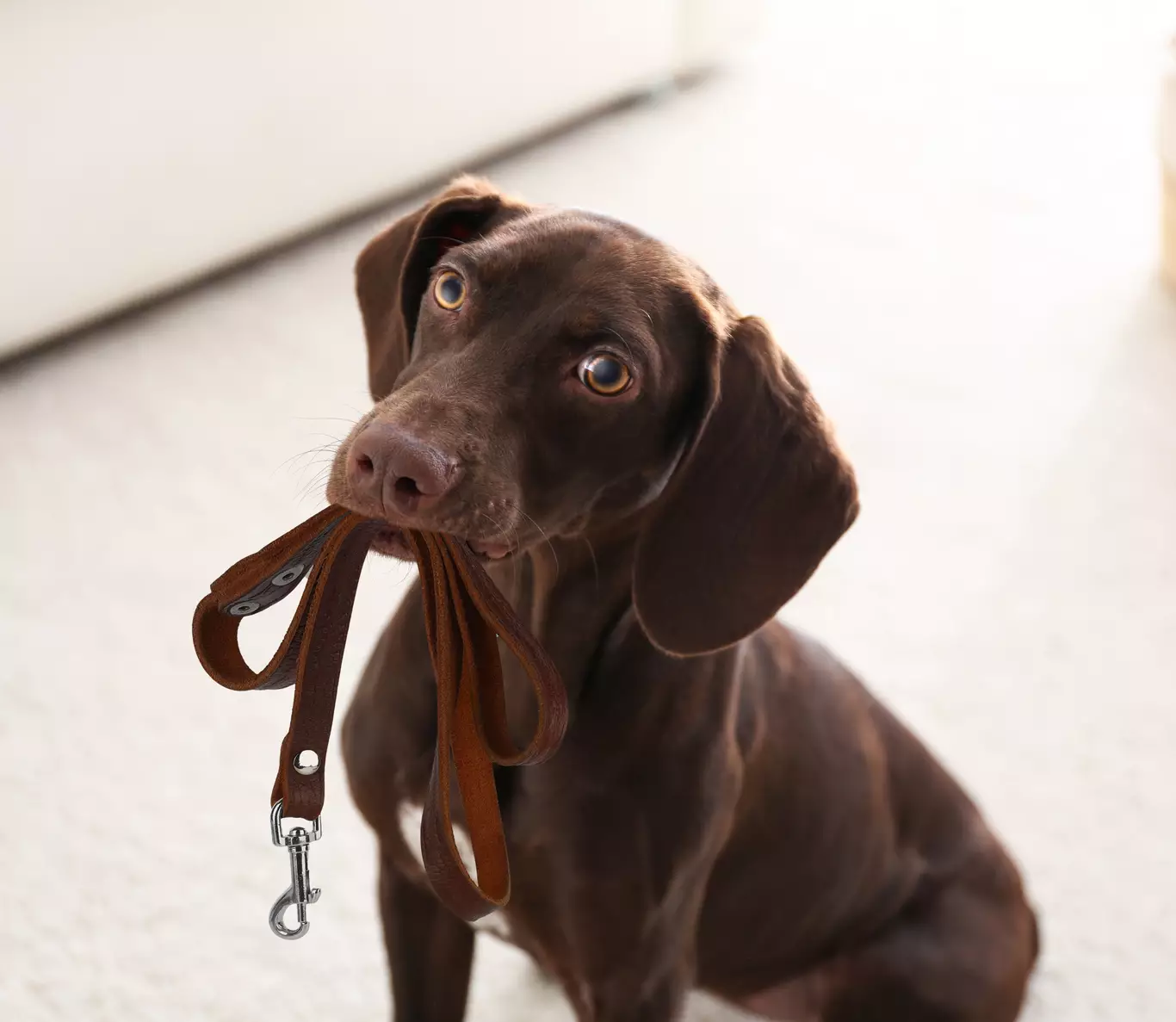 5 erreurs courantes quand on éduque son chiot