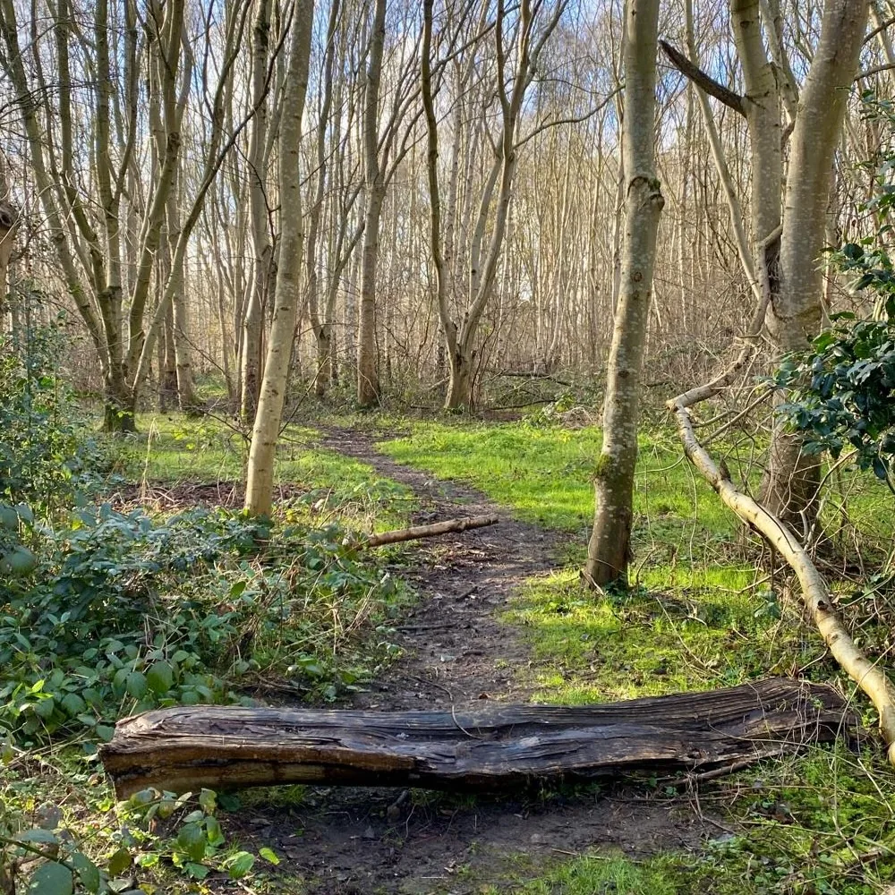 A Séance in the Wick Woodlands