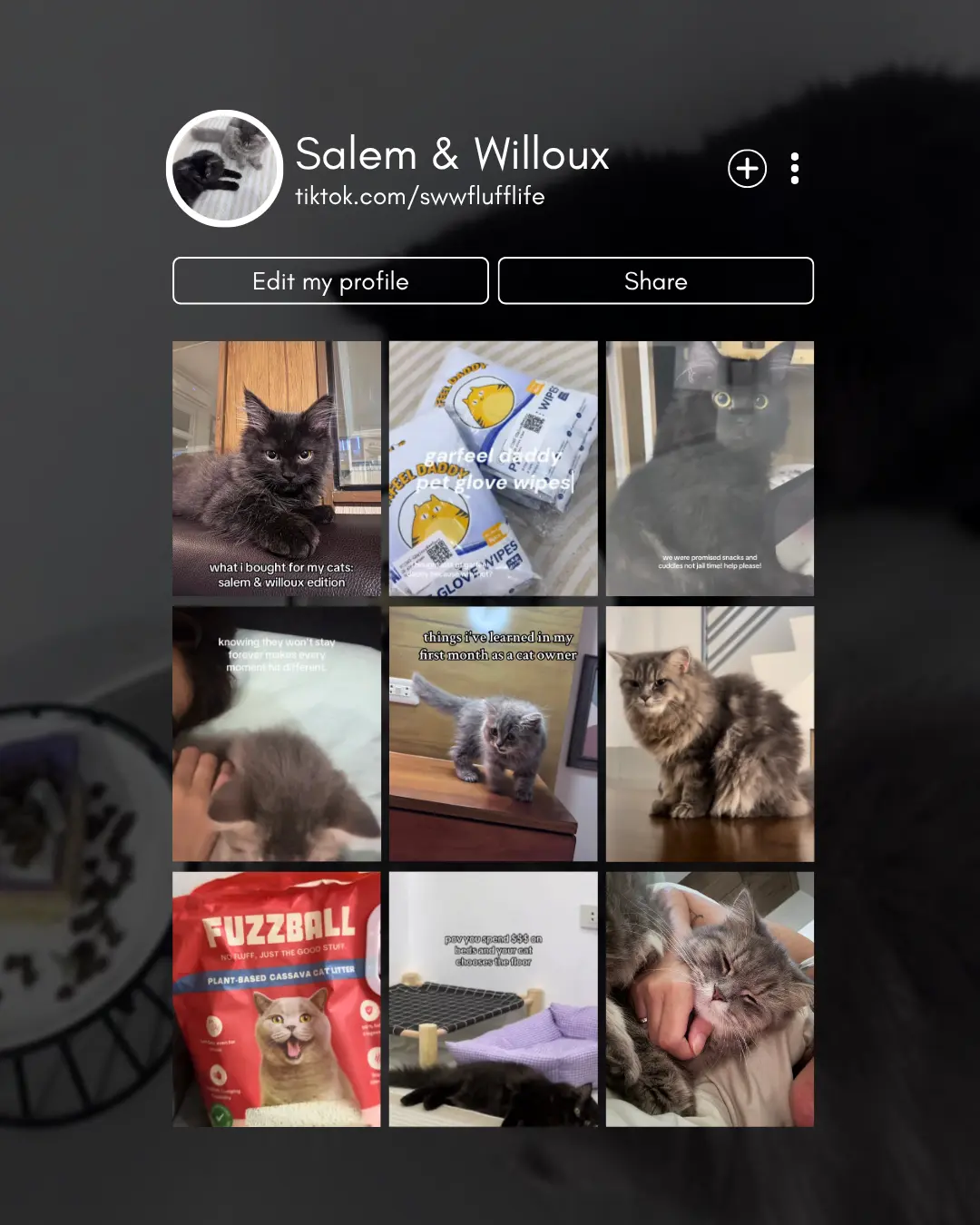 Social media branding and content design for Salem and Willoux, featuring cohesive Instagram graphics, creative visual direction, and brand content by KishaSMM.