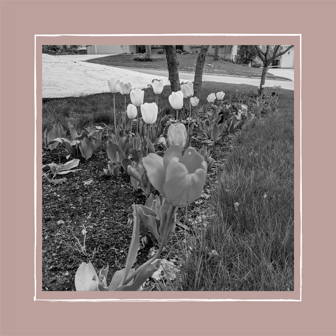 "Have the tulips changed, or have we?"