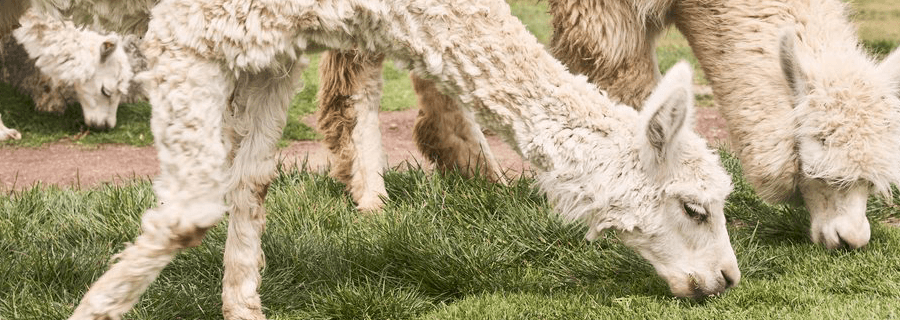 Alpaca