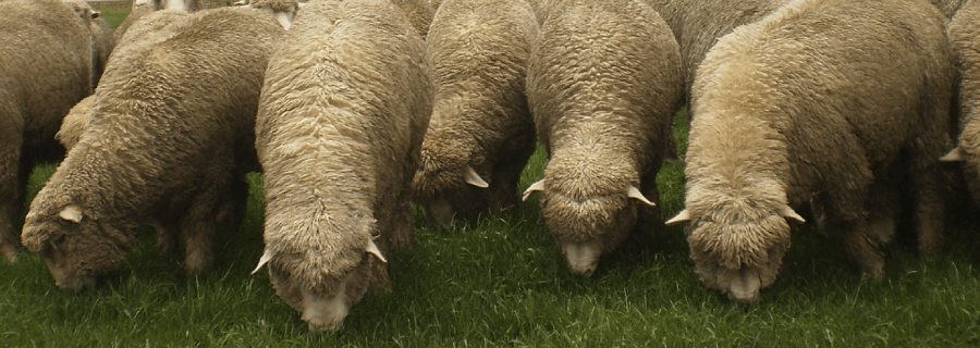 Highland Wool