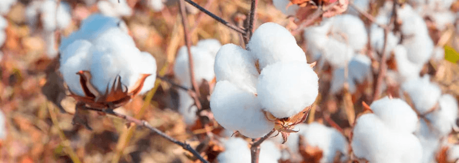 Pima Cotton