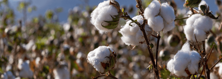 Tanguis Cotton