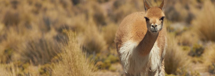 Vicuna